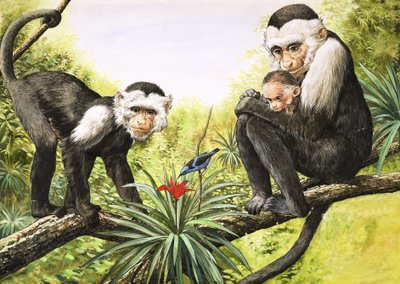 Capuchin Monkeys, illustration from 