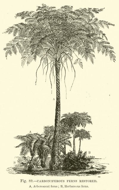Carboniferous Ferns Restored by English School
