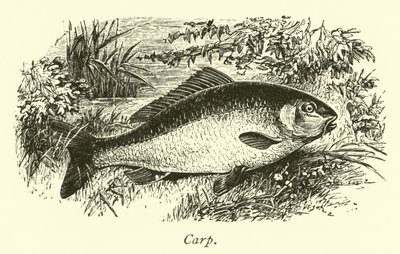 Carp by English School