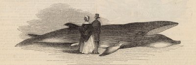 Catching a Whale off Deptford Pier: The Whale by English School