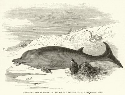 Cetacean Animal recently Cast on the Kentish Coast, near Whitstable by English School