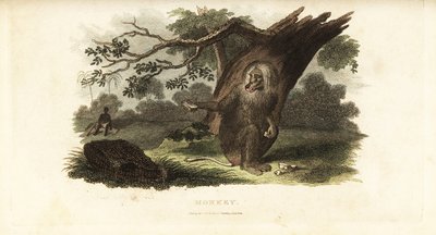 Chacma Baboon Teasing a Black Man with His Own Food in South Africa by English School
