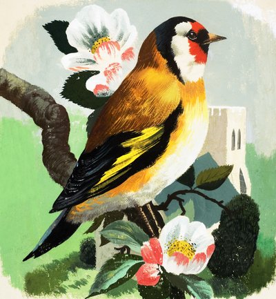 Chaffinch by English School