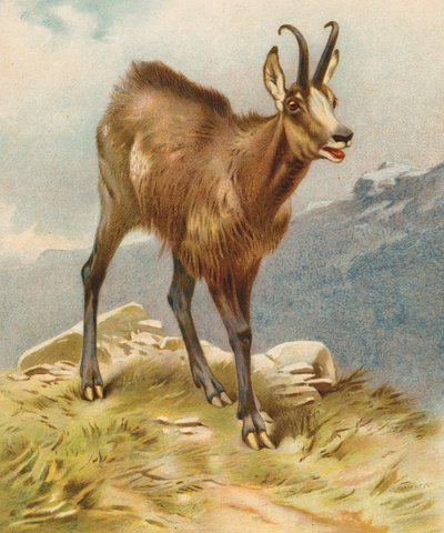 Chamois by English School