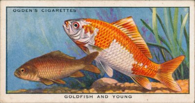 Changing Colours in Young and Adult Fishes, Goldfish and Young by English School