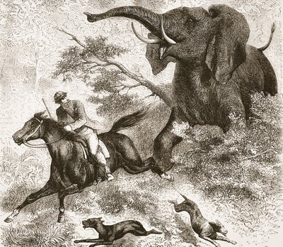 Chased by an elephant, illustration from The Pictorial Edition of the Life and Discoveries of David Livingstone by J. Ewing Richie by English School