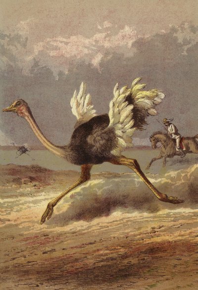 Chasing the ostrich by English School