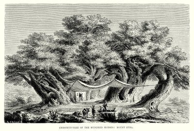 Chestnut-Tree of the Hundred Horses: Mount Etna by English School