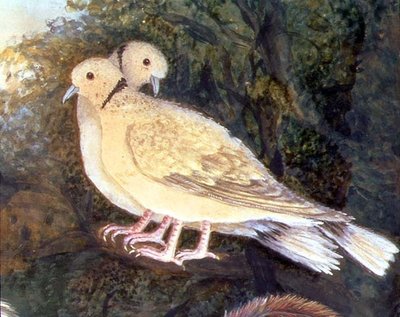 Chicken and Doves near a Farm (detail) by English School