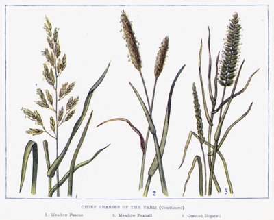 Chief Grasses of the Farm by English School