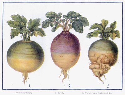 Chief Varieties of Green-Crop by English School