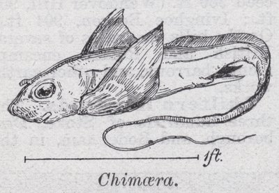Chimaera by English School