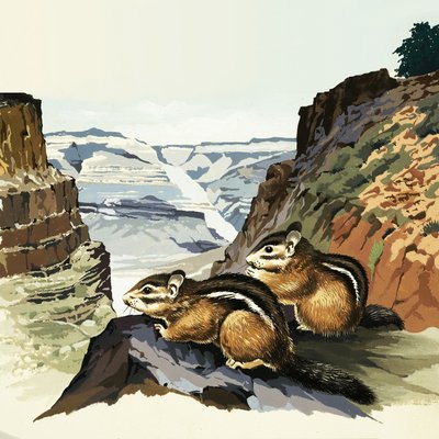 Chipmunks at the Grand Canyon National Park by English School