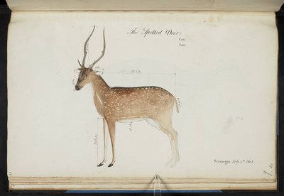 Chital. 