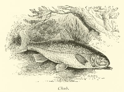 Chub by English School