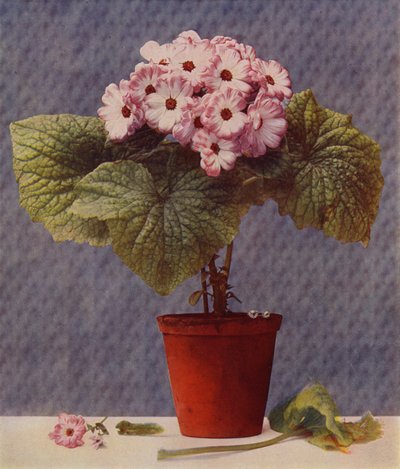 Cineraria by English School
