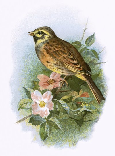 Cirl Bunting by English School