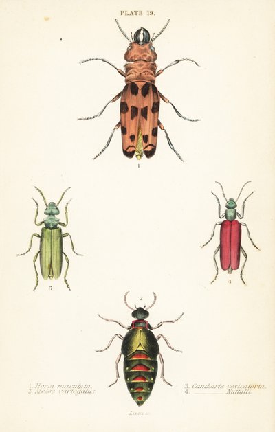 Cissites maculata, variegated oil beetle, Meloe variegatus, Spanish fly, Lytta vesicatoria, and Nuttall’s blister beetle, Lytta nuttalli by English School