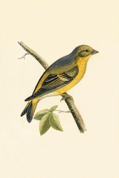 Citril Finch, illustration from 