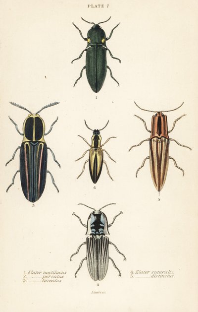 Click beetle: Headlight elater, Pyrophorus noctilucus, Chalcolepidius porcatus, lined click beetle, Agriotes lineatus, Elater suturalis, and Semiotus distinctus by English School