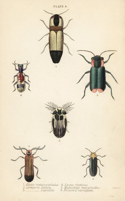 Click beetles: Melanoxanthus melanocephalus, Luciola italica, Lampyris latreillii, Lycus festivus, soft-wing flower beetle, Clanoptilus marginellus, and Priocera variergata by English School