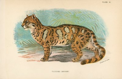 Clouded Leopard by English School
