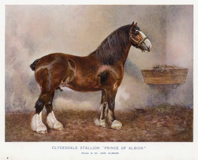 Clydesdale Stallion 
