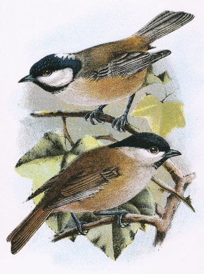 Coal Tit (Top) and Marsh Tit (Bottom) by English School
