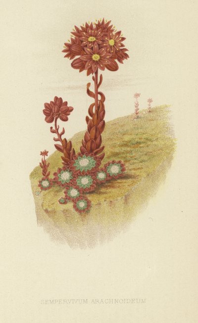 Cobweb houseleek by English School