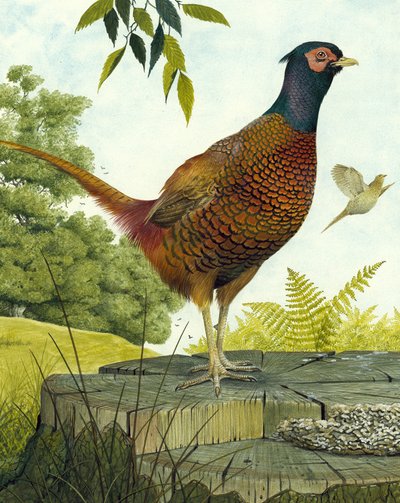 Cock Pheasant by English School