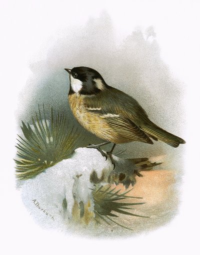 Cole tit by English School