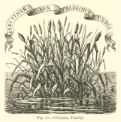 Colonna Family by English School
