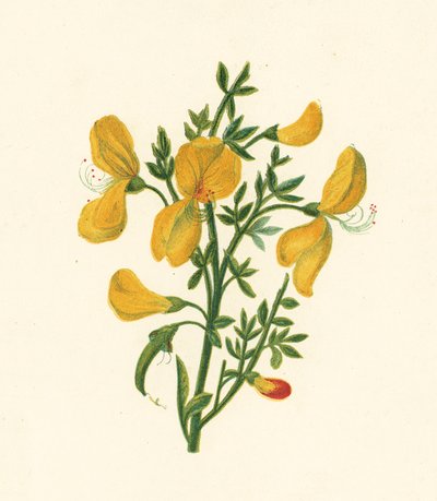 Common Broom, Cytisus Scoparius by English School