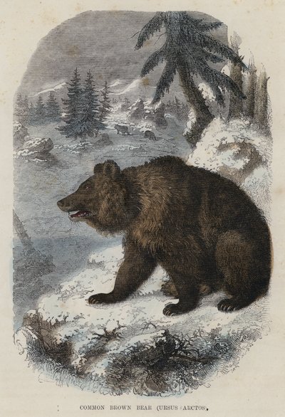 Common Brown Bear, Ursus Arctos by English School
