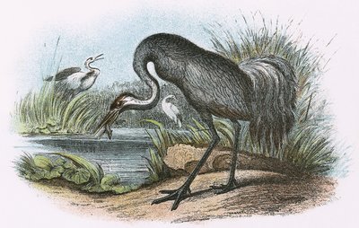 Common Crane by English School