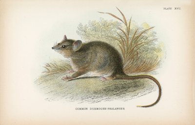 Common Dormouse-Phalanger by English School