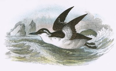 Common Guillemot by English School