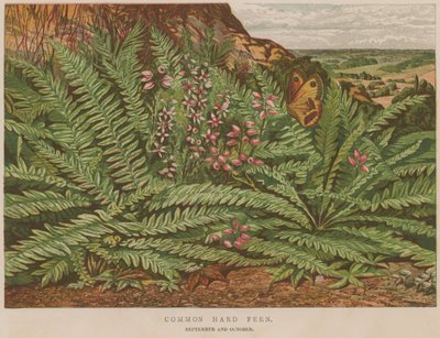 Common Hard Fern by English School