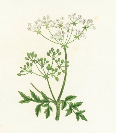 Common Hemlock, Conium Maculatum by English School