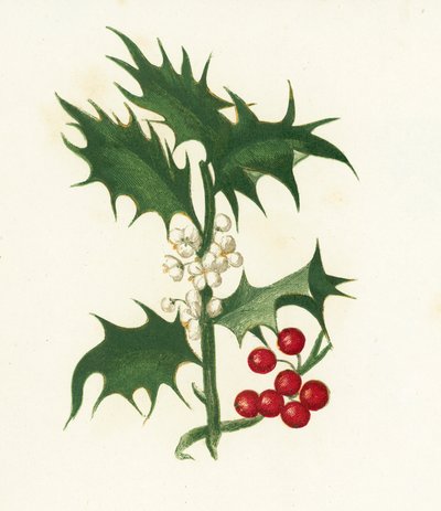 Common Holly, Ilex Aquifolium by English School