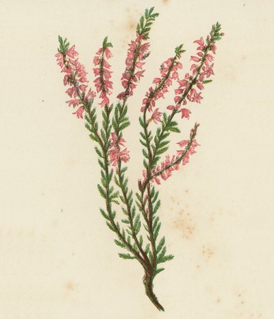 Common Ling, or Heath, Calluna Vulgaris by English School
