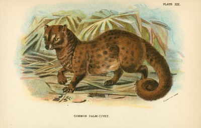 Common Palm-Civet by English School