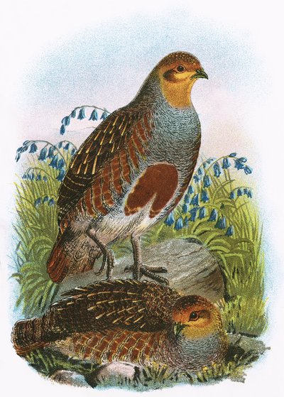 Common Partridge by English School