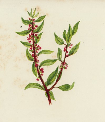 Common Pellitory of the Wall, Parietaria Officinalis by English School