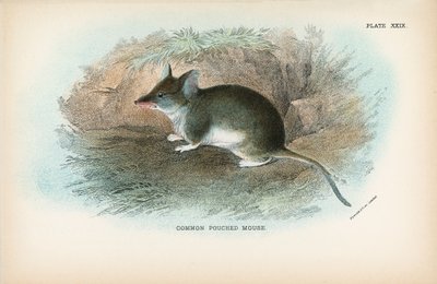 Common Pouched Mouse by English School