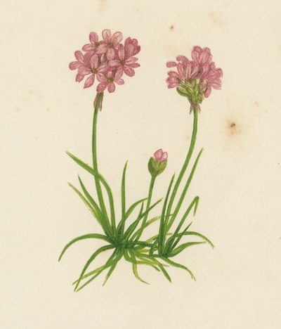 Common Thrift, Statice Armeria by English School