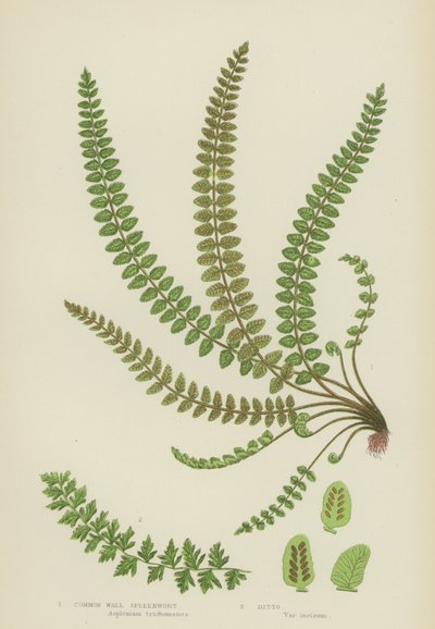 Common Wall Spleenwort by English School