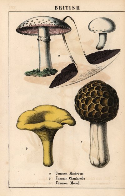 Common mushroom Agaricus, golden chantarelle mushroom Cantharellus cibarius and morel mushroom Morchella esculenta, from 