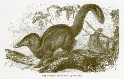 Common tree-shrew, illustration from The Royal Natural History by English School