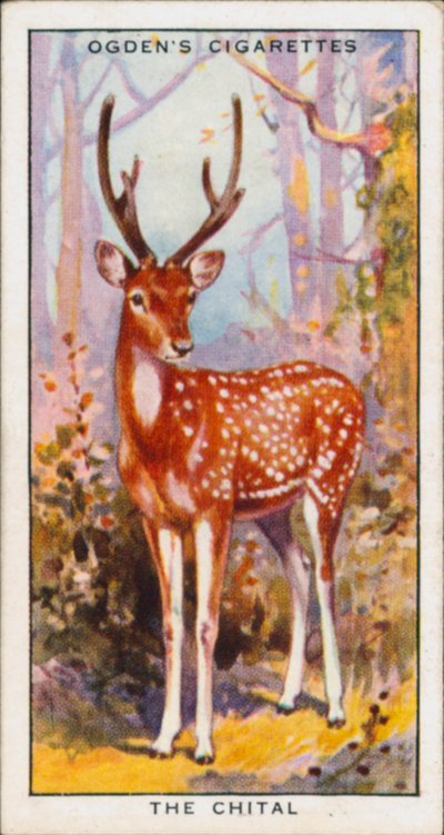 Concealing Colours for Protection, Animals, The Chital by English School